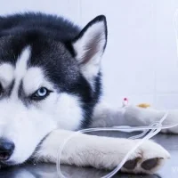 Клиника Кот и Пёс на Комсомольской улице Фото 2 на проекте VetSpravka.ru Клиника Кот и Пёс на Комсомольской улице Фото 2 на проекте VetSpravka.ru