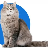 Ветеринарная клиника Оренвет на проекте VetSpravka.ru Ветеринарная клиника Оренвет на проекте VetSpravka.ru