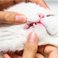 Клиника Кот и Пёс на улице Юных Ленинцев Фото 2 на проекте VetSpravka.ru Клиника Кот и Пёс на улице Юных Ленинцев Фото 2 на проекте VetSpravka.ru