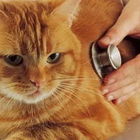 Ветеринарная клиника ВетСовет Фото 2 на проекте VetSpravka.ru Ветеринарная клиника ВетСовет Фото 2 на проекте VetSpravka.ru
